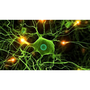 Deep Learning and Neural Networks in Python 2025-11 2026