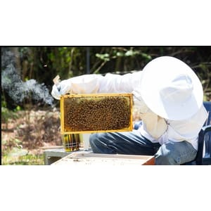 Start Your Very First Beehive | Complete Course 2026